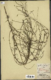 spécimen de Artemisia campestris