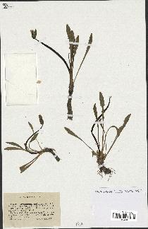 spécimen de Taraxacum palustre