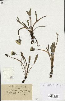 spécimen de Taraxacum palustre