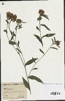 spécimen de Centaurea nigra