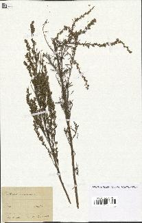 spécimen de Artemisia caerulescens