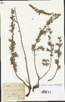 spécimen de Artemisia absinthium