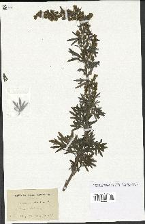 spécimen de Artemisia absinthium