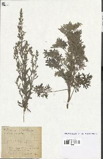 spécimen de Artemisia absinthium