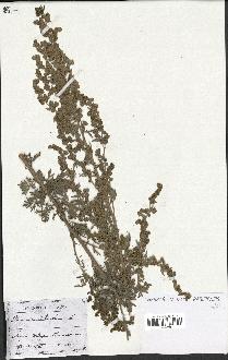 spécimen de Artemisia absinthium