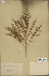 spécimen de Teucrium spinosum