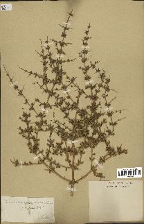 spécimen de Teucrium spinosum