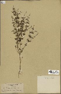 spécimen de Teucrium spinosum