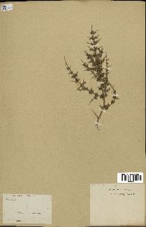 spécimen de Teucrium spinosum