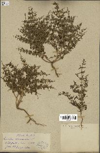 spécimen de Teucrium spinosum