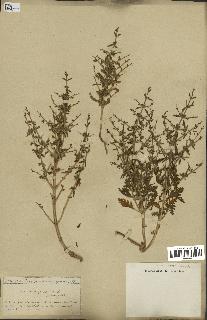 spécimen de Teucrium spinosum