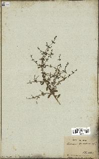 spécimen de Teucrium spinosum