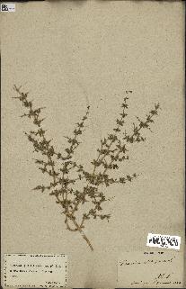 spécimen de Teucrium spinosum