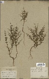 spécimen de Teucrium spinosum