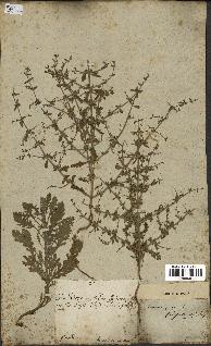 spécimen de Teucrium spinosum