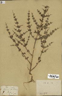 spécimen de Teucrium spinosum