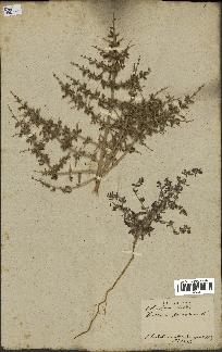 spécimen de Teucrium spinosum