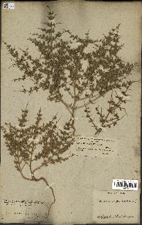 spécimen de Teucrium spinosum