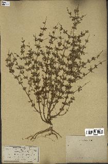 spécimen de Teucrium spinosum