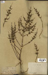 spécimen de Teucrium spinosum