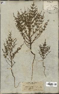 spécimen de Teucrium spinosum