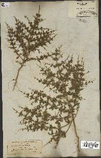 spécimen de Teucrium spinosum