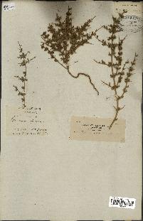 spécimen de Teucrium spinosum