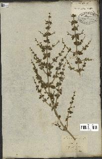 spécimen de Teucrium spinosum