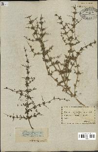 spécimen de Teucrium spinosum