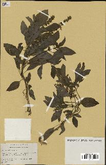 spécimen de Ocimum basilicum