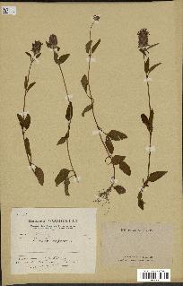 spécimen de Prunella vulgaris