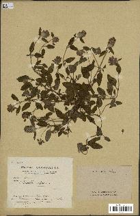 spécimen de Prunella vulgaris