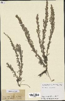 spécimen de Artemisia sp.