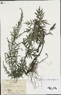 spécimen de Artemisia vulgaris