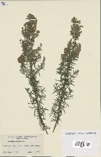 spécimen de Artemisia glauca