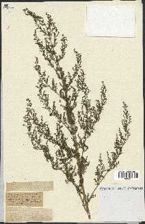 spécimen de Artemisia annua