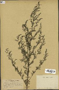 spécimen de Artemisia annua