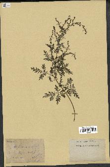 spécimen de Artemisia annua