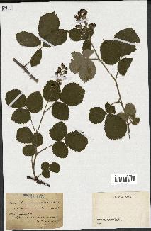spécimen de Rubus tomentosus