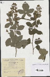 spécimen de Rubus tomentosus