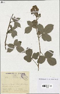 spécimen de Rubus lloydianus