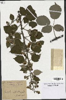 spécimen de Rubus sp.