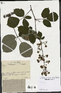 spécimen de Rubus sp.