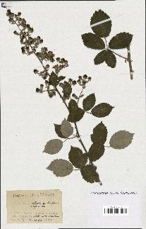 spécimen de Rubus ulmifolius