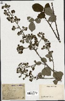 spécimen de Rubus ulmifolius