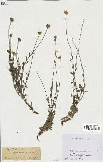 spécimen de Anthemis tinctoria