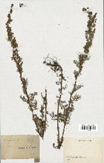 spécimen de Artemisia sp.