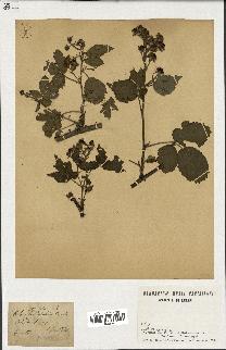 spécimen de Rubus fruticosus