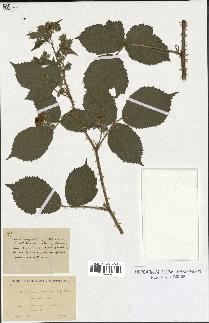 spécimen de Rubus cuspidatus