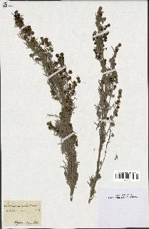 spécimen de Artemisia arborescens